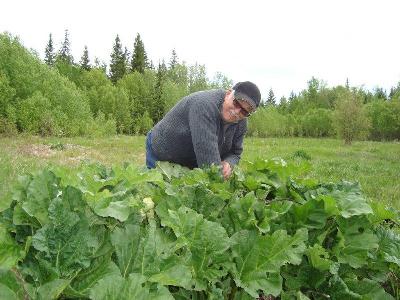 picking rhubarb